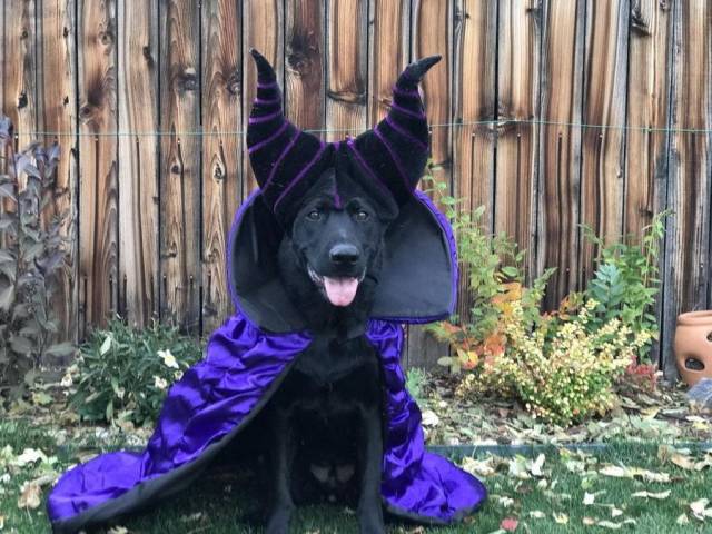 costumes for black labs