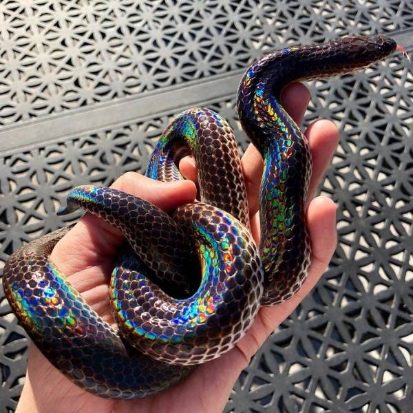 sunbeam snake