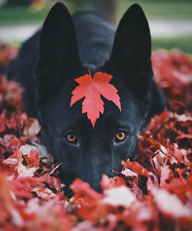 black german shepherd in leaves