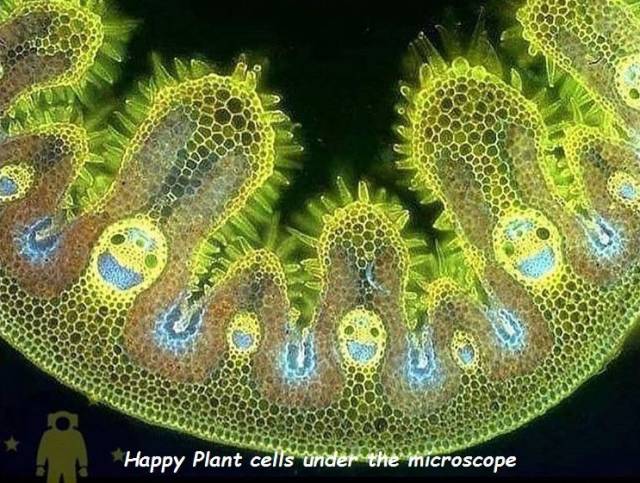 weed cells under microscope - Happy Plant cells under the microscope