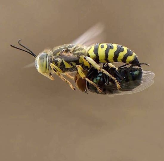 random wasp holding a bee