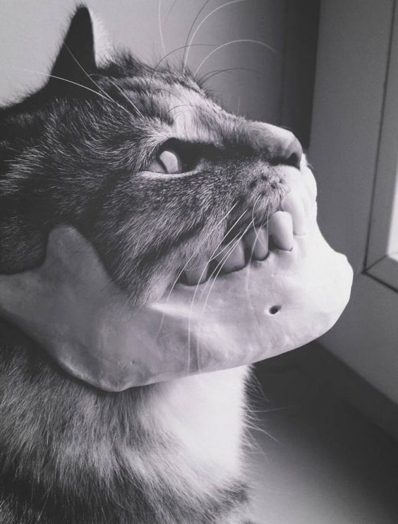 cat wearing silly jaw in black and white photo that looks ridiculous