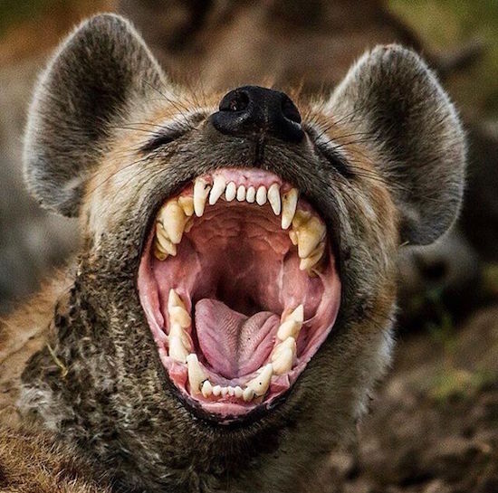yawning hyena