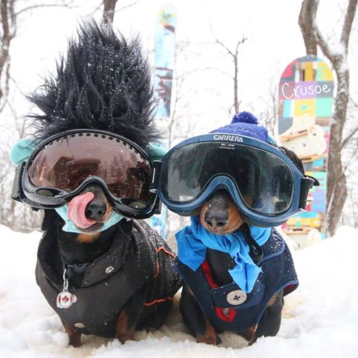 dogs in the snow with ski masks