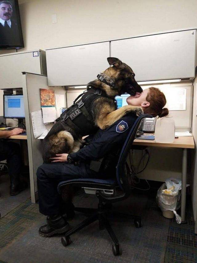 police dog jumps up on handler policewoman