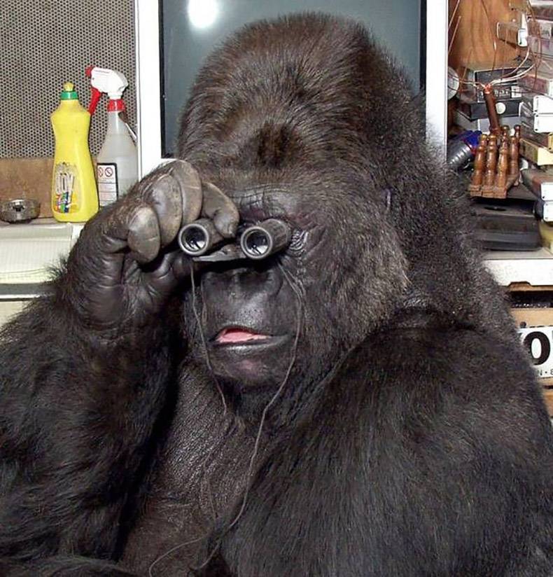 gorilla holding binoculars