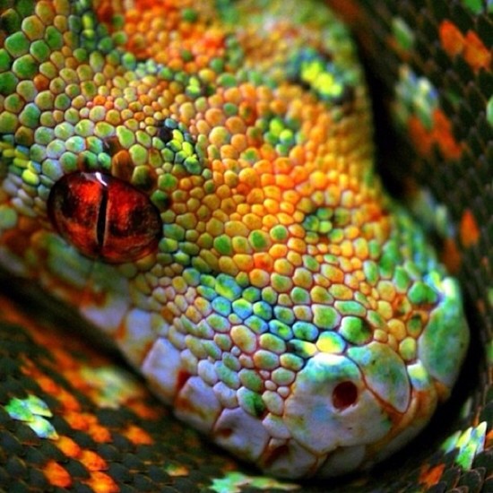 hypnotizing snakes
