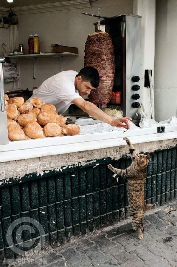 random pic cat kebab