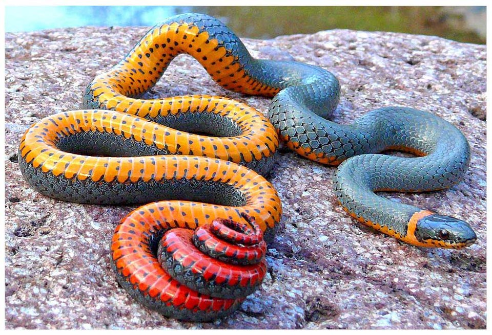 colorful and long snake