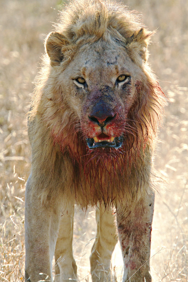lion with blood all over his mouth area