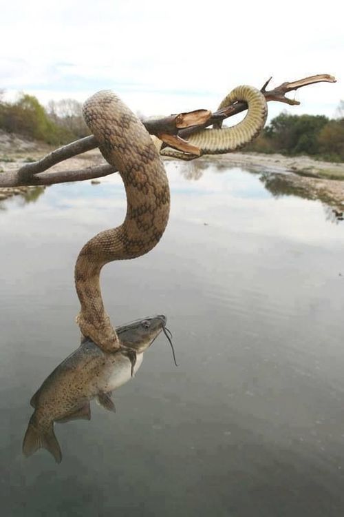 snake hanging off a branch catching a fish out of the water