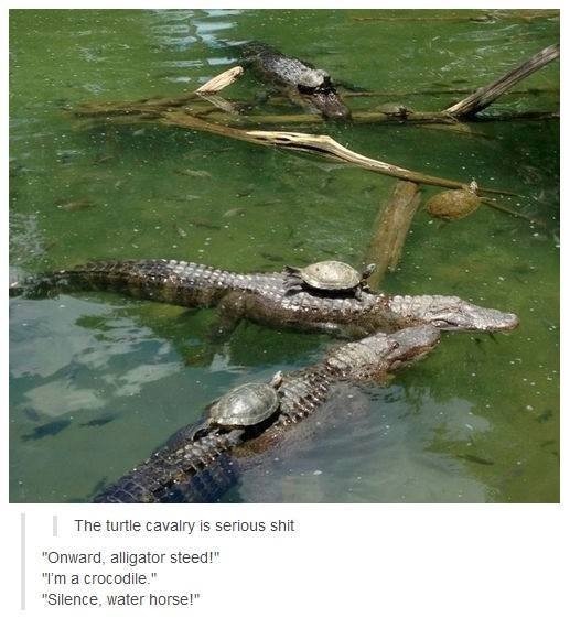 Turtles riding alligators