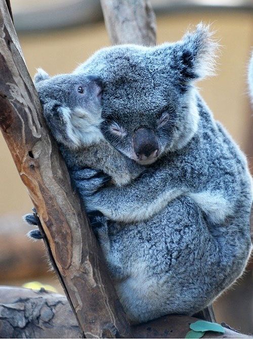 cute baby koala and momma