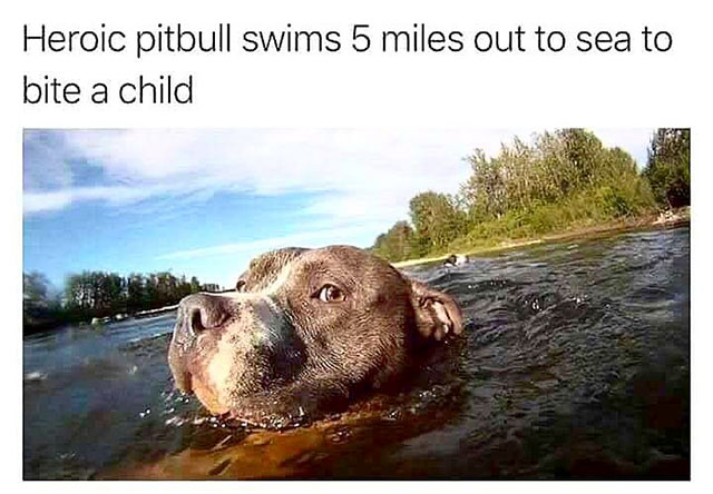 heroic pitbull - Heroic pitbull swims 5 miles out to sea to bite a child