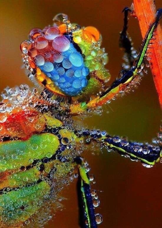 bug with water droplets all over the place