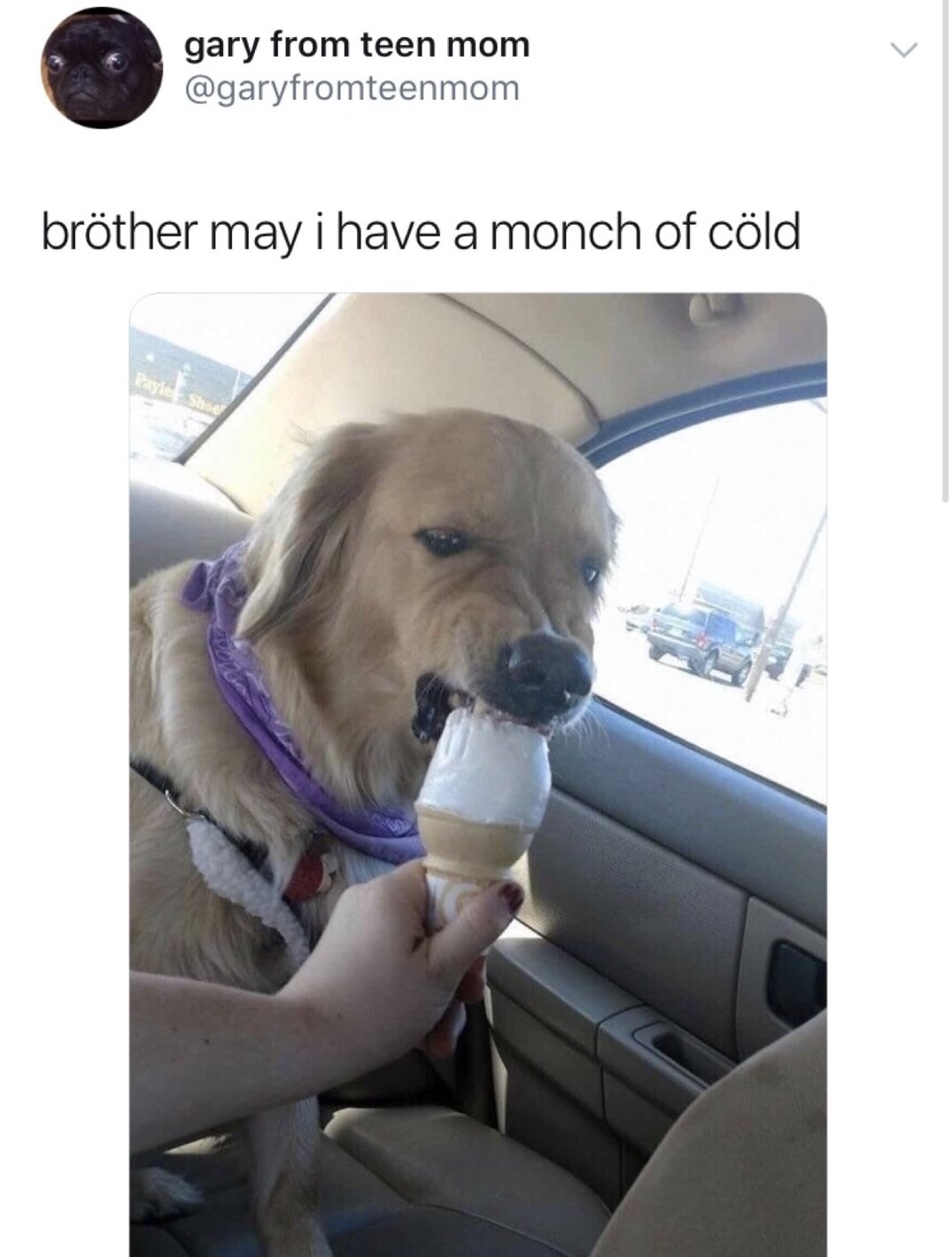 dog eating ice cream meme - gary from teen mom brther may i have a monch of cld