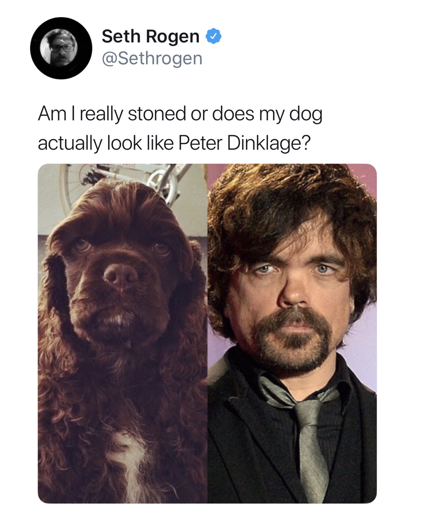 dog looks like peter dinklage - Seth Ro Seth Rogen Am I really stoned or does my dog actually look Peter Dinklage?