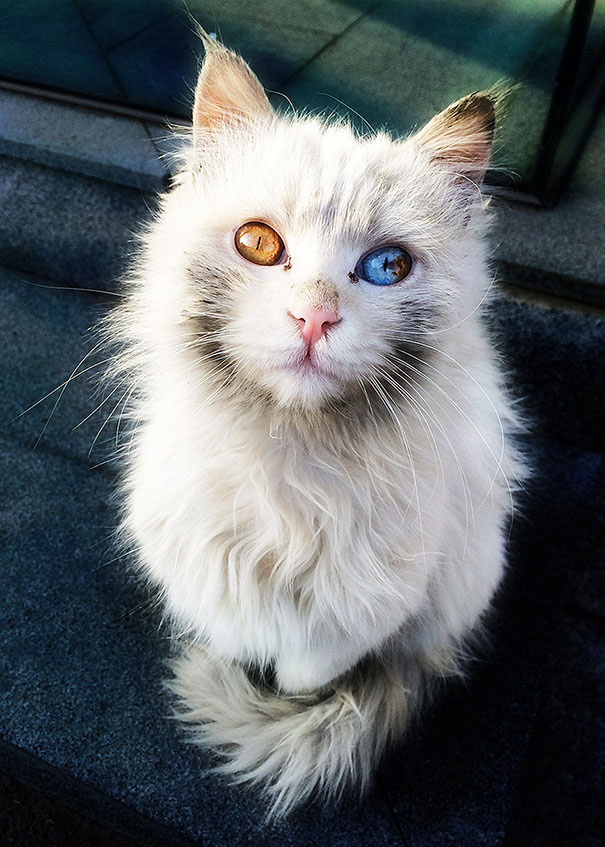 cat with different colored eyes