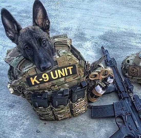 dog - K9 Unit