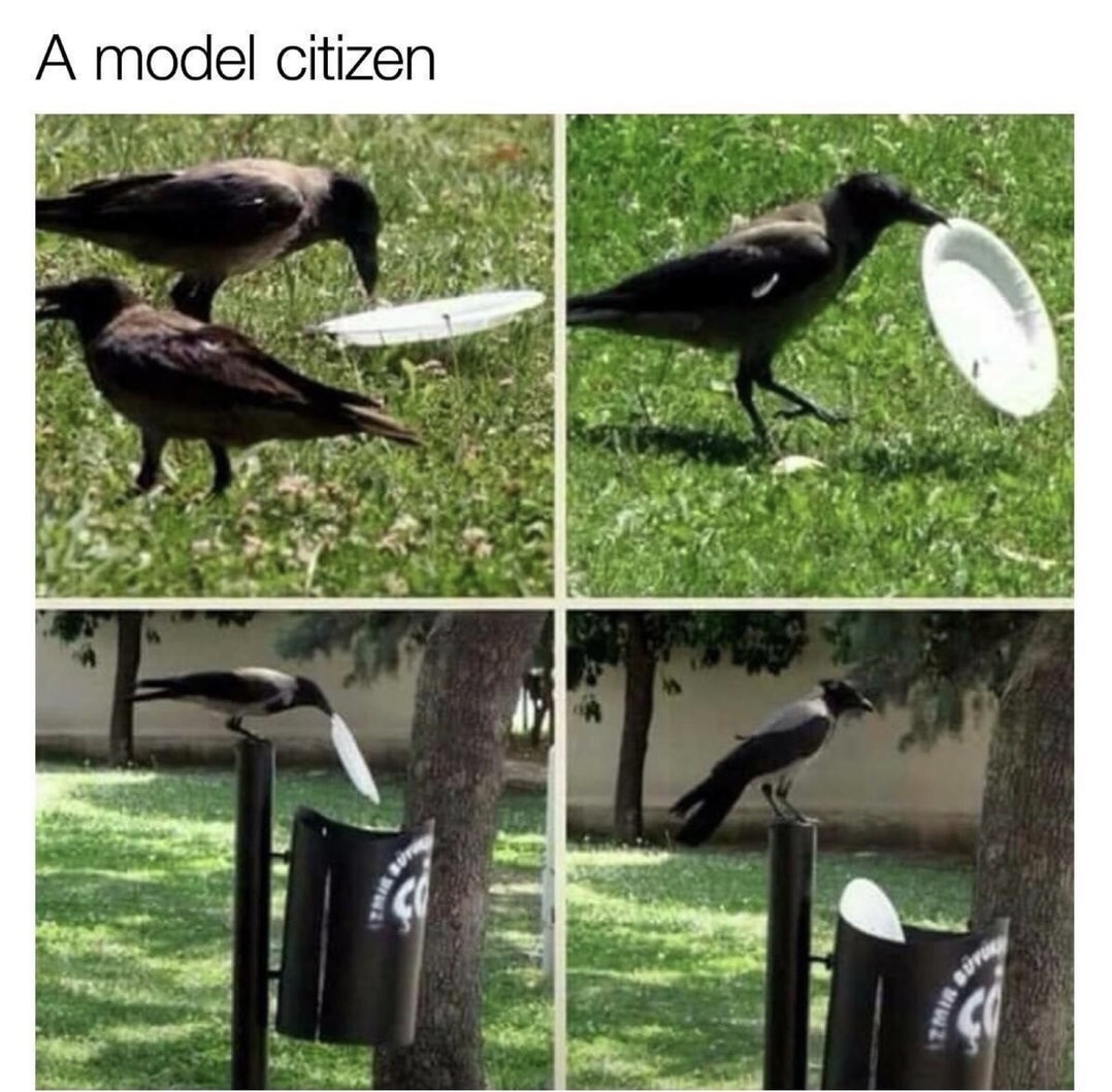 meme stream - odin raven meme - A model citizen