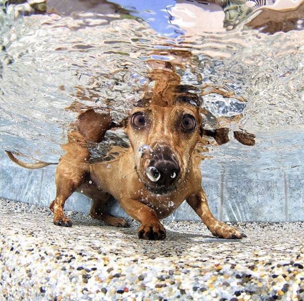 dogs jumping in water calendar