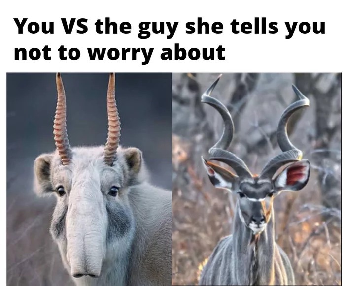 memes - saiga antelope - You Vs the guy she tells you not to worry about