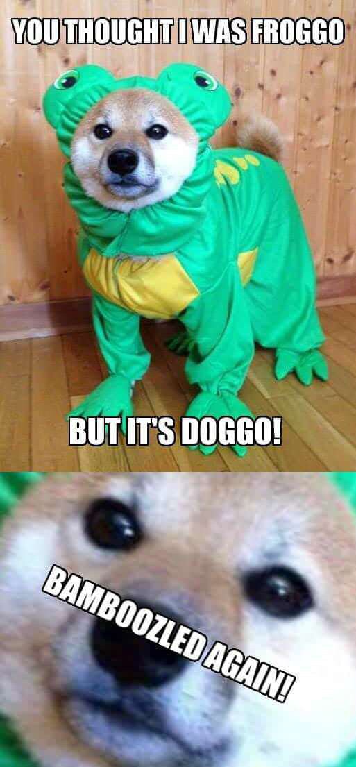 memes - doggo froggo - You Thoughti Was Froggo But It'S Doggo! Bamboozled Again!