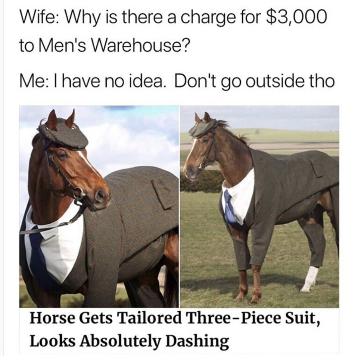 memes - horse gets tailored three piece suit - Wife Why is there a charge for $3,000 to Men's Warehouse? Me I have no idea. Don't go outside tho Horse Gets Tailored ThreePiece Suit, Looks Absolutely Dashing