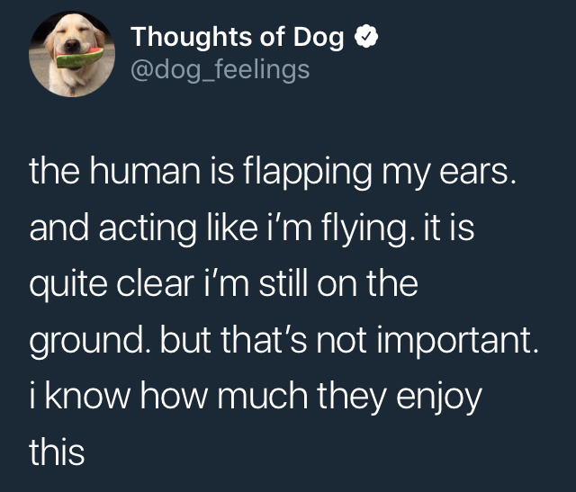 memes - angle - Thoughts of Dog the human is flapping my ears. and acting i'm flying. it is quite clear i'm still on the ground. but that's not important. i know how much they enjoy this