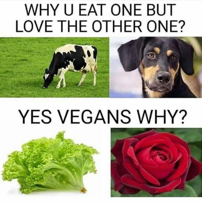 memes - memes to make someone laugh - Why U Eat One But Love The Other One? Yes Vegans Why?