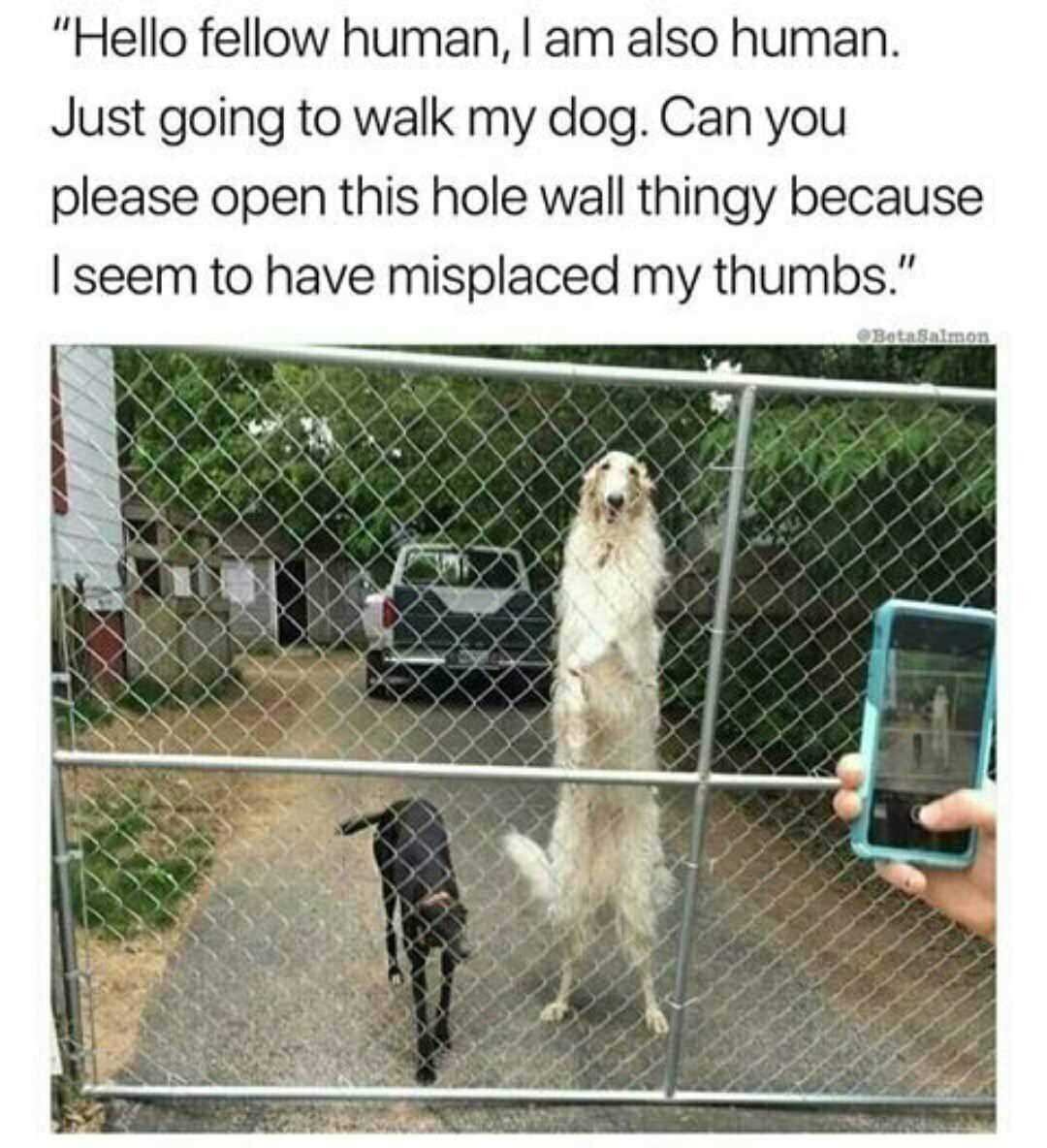 memes - borzoi long boy - "Hello fellow human, I am also human. Just going to walk my dog. Can you please open this hole wall thingy because I seem to have misplaced my thumbs." Bota Salmon