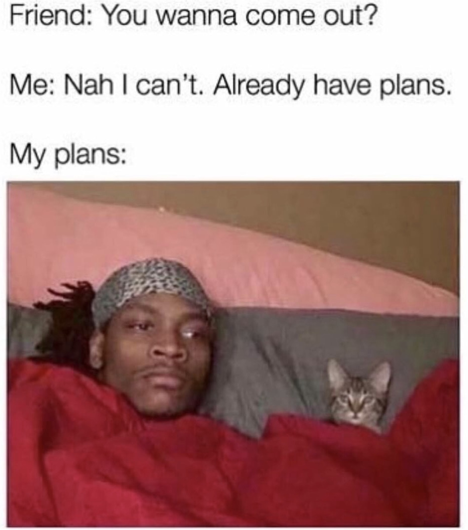 memes - plans with my cat meme - Friend You wanna come out? Me Nah I can't. Already have plans. My plans