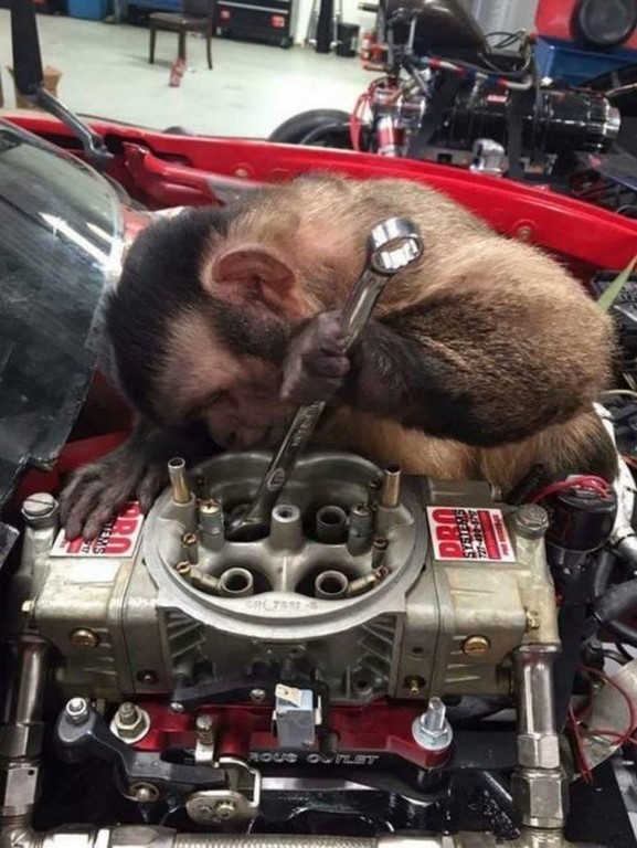 monkey working on a car engine