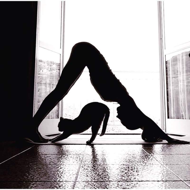 woman doing yoga alongside her cat
