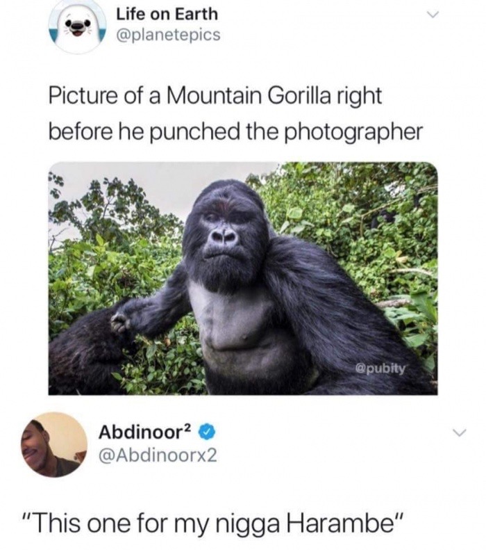 memes - mountain gorilla right before he punched the photographer - Life on Earth Picture of a Mountain Gorilla right before he punched the photographer Abdinoor? "This one for my nigga Harambe"