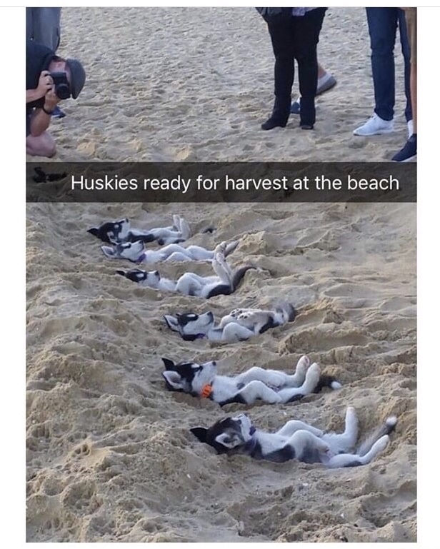 memes - mass graves ww2 - Huskies ready for harvest at the beach