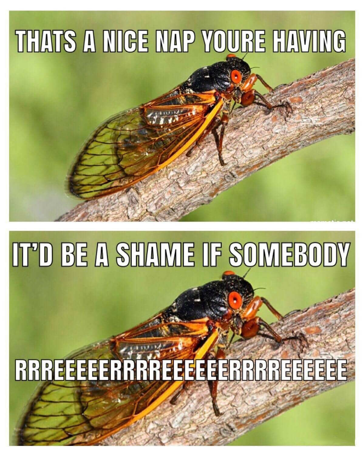 Reeeeeeee bug