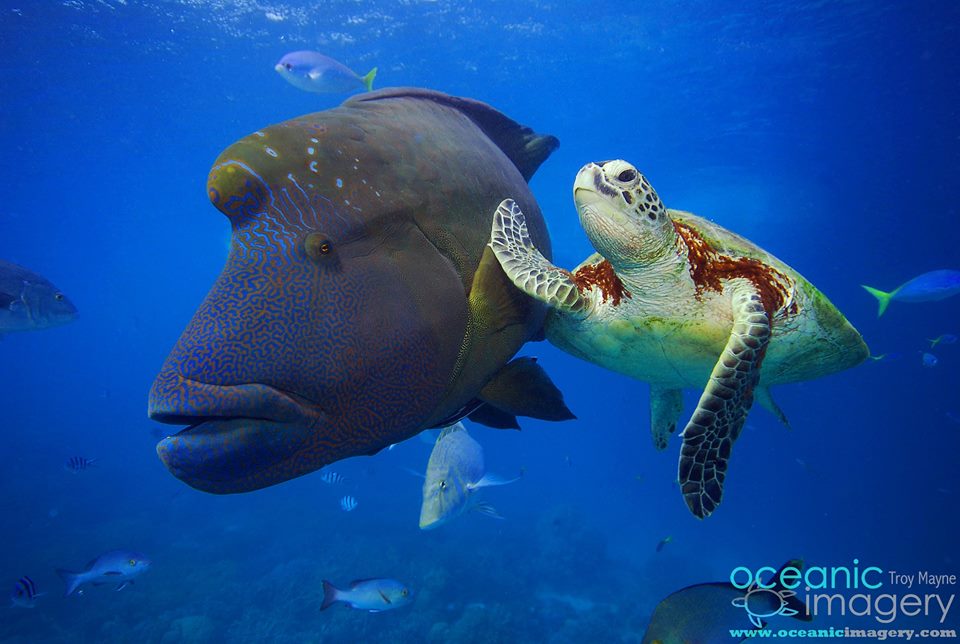 random pic funny cute sea animals - oceanic Troy Mayne Oimagery