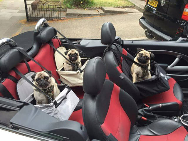 random pic pugs in a convertible