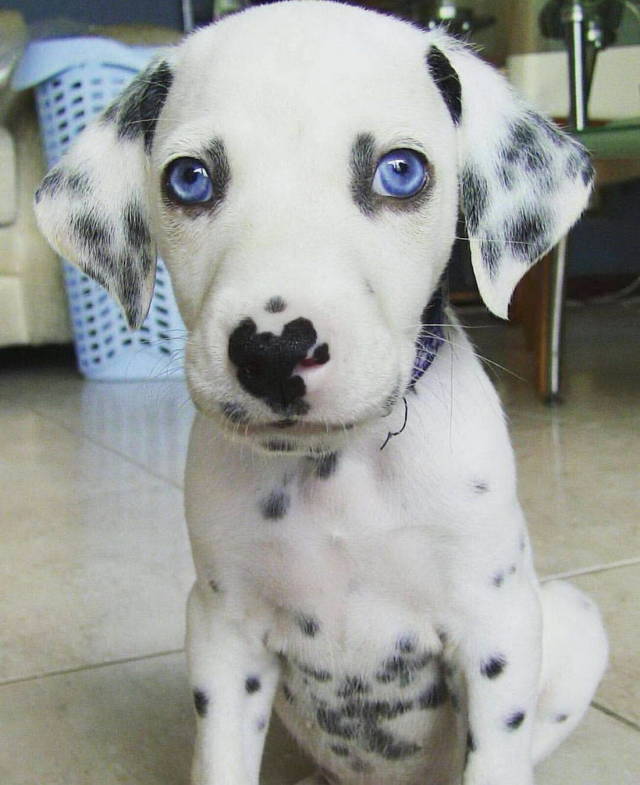 random pic dog with black and white spots
