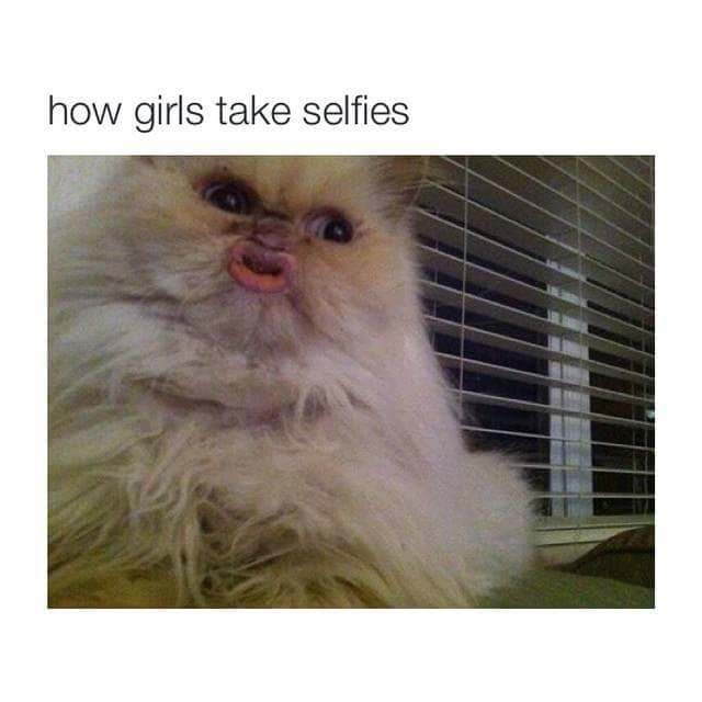 cat with duck face - how girls take selfies