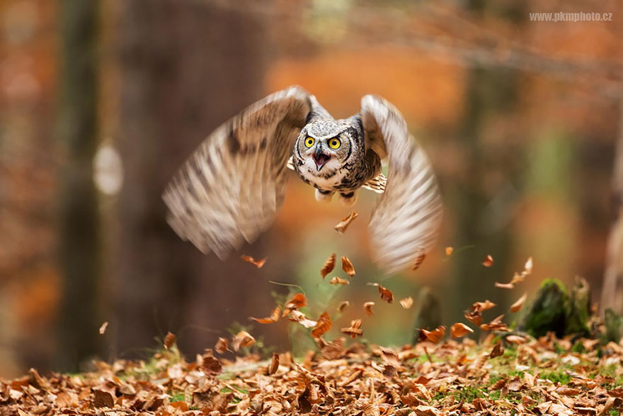 owl flight