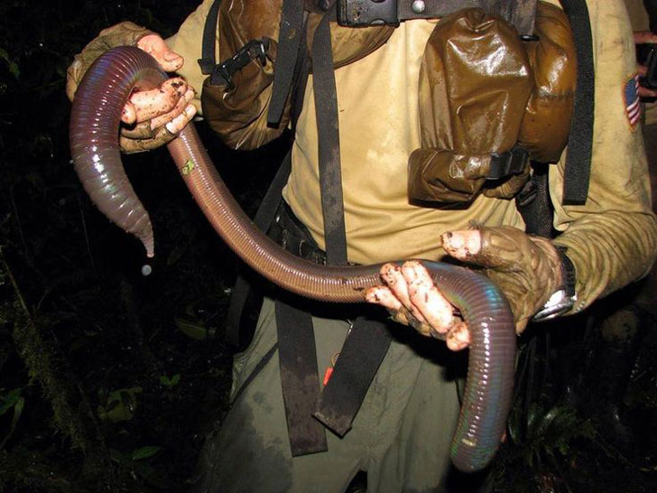 snake sized worm