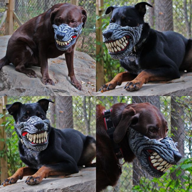 funny mask muzzle for a dog