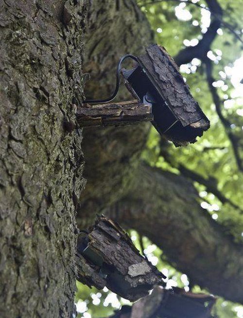 tree security