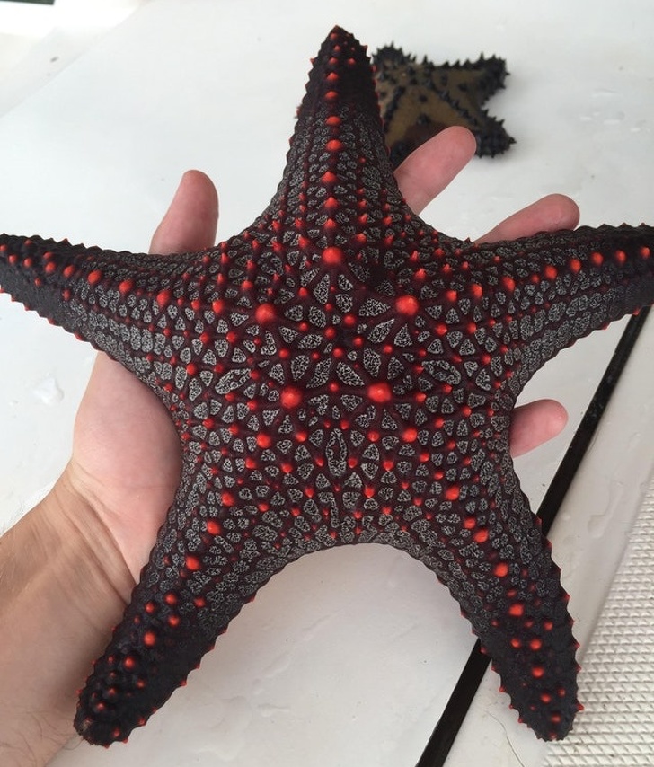 cool black and red starfish