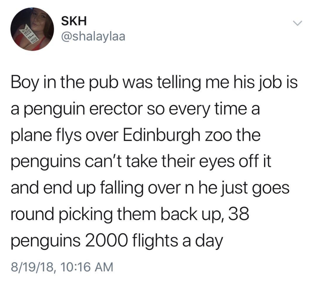 memes - we dating meme - Skh Boy in the pub was telling me his job is a penguin erector so every time a plane flys over Edinburgh zoo the penguins can't take their eyes off it and end up falling over n he just goes round picking them back up, 38 penguins 