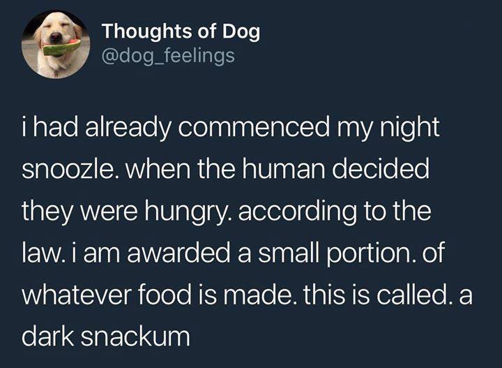 memes - Positivity: How to be Happier, Healthier, Smarter, and More Prosperous 15 x 1.7 x 23 cm - Thoughts of Dog i had already commenced my night snoozle. when the human decided they were hungry. according to the law. i am awarded a small portion of what