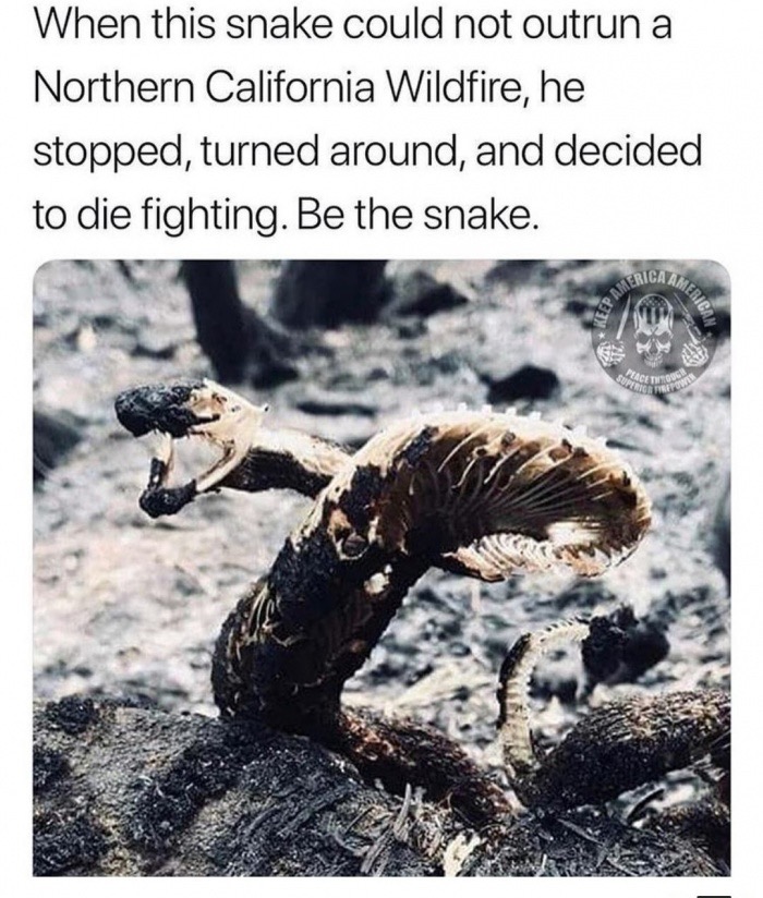 snake that decided to fight the fire