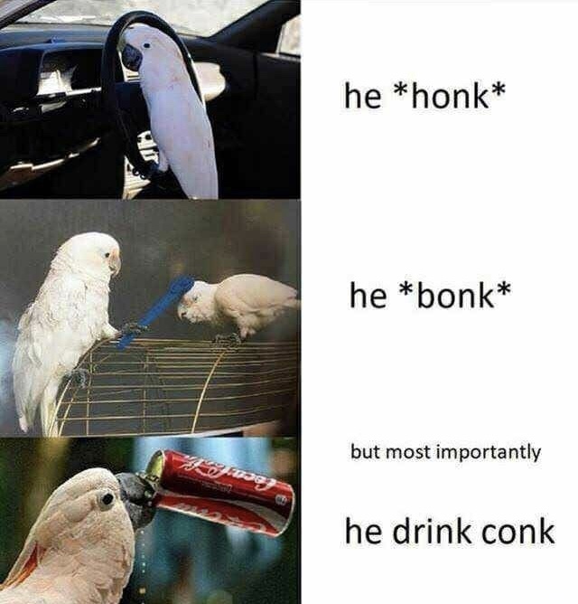 conke, bepis meme of a bird in a he attac and he protec format
